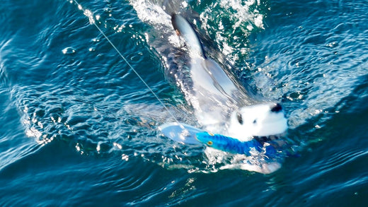 Colin's Great White — Up Close and Personal